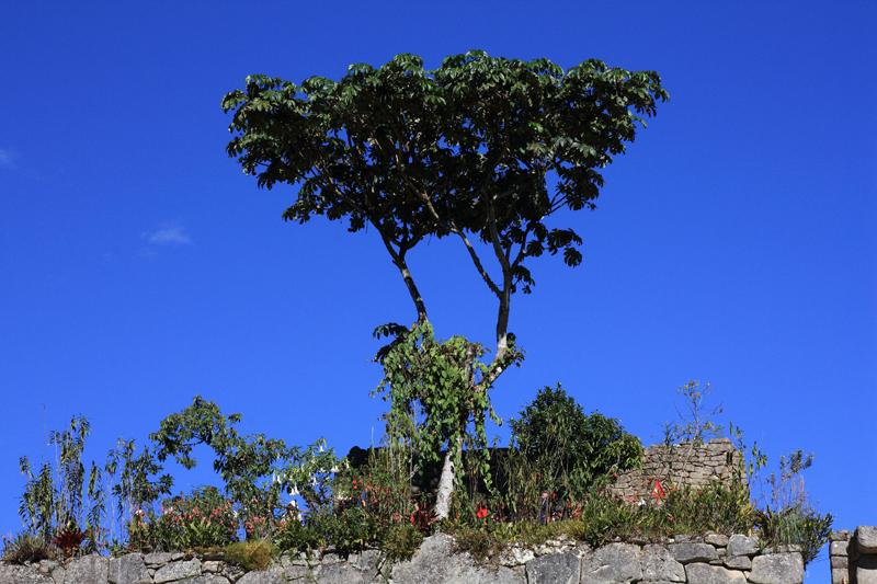 598-Machupicchu,11 luglio 2013.JPG